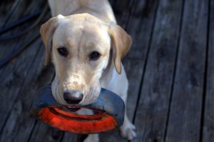 OncoCare-training-dogs-to-sniff-out-lung-cancer-nodules-1-300x199